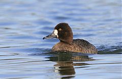 Lesser Scaup